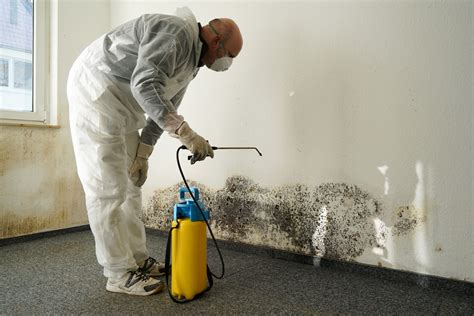 Does Painting Over Mold Kill It: A Brush with Fungal Fate