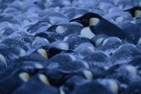 How to Become an Art Director: Why Penguins Might Be the Secret to Your Success